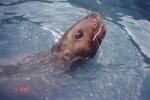 This is one of the apparent residents of the Seward harbor, enjoying dinner underneath the fish cleaning pier.