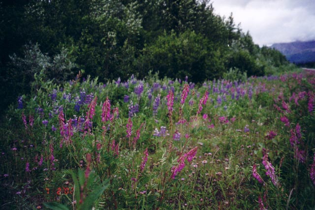 elliott-fireweed_small