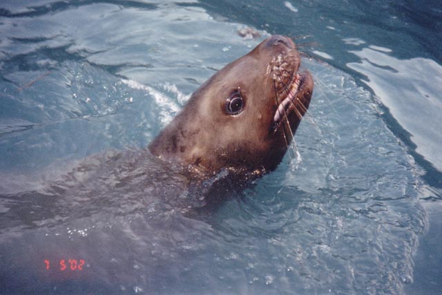 seward-wildlife_small